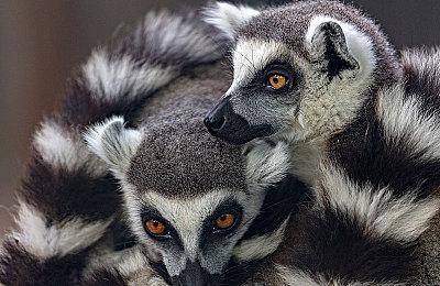 2022日本游戏大赏奖项公布 《艾尔登法环》斩获年度游戏